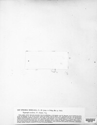 Hypocopra merdaria image